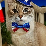 Lil Bit is registered to the contest to win money with this photo: animal, blue, bow_tie, cat, celebration, deck, ears, eyes, feline, fireworks, hat, holiday, night, outdoor, patriotic, pet, red, whiskers, white, wooden