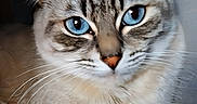 Lil Bit joined the competition — help win amazing prizes! animal, blue_eyes, cat, close_up, cute, ears, expression, face, feline, fluffy, fur, indoor, looking, muzzle, nose, pet, portrait, soft_light, tabby, whiskers