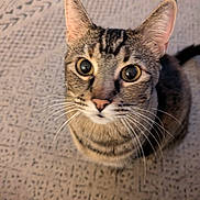 Nosey joined the competition — help win amazing prizes! animal, carpet, cat, close_up, curious, cute, domestic_cat, ears, feline, fur, indoor, looking_up, patterned_rug, pet, portrait, sitting, soft_lighting, tabby, whiskers, wide_eyes