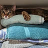 Nosey is registered to the contest to win money with this photo: animal, cat, cozy, curious, cute, face, fur, home, indoor, paw, pet, pile, relaxed, resting, shelf, soft, stack, tabby, texture, towel