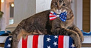 Nosey joined the competition — help win amazing prizes! american_flag, animal, bow_tie, cat, celebration, comfortable, cute, decor, domestic_cat, feline, holiday, indoor, mammal, pet, portrait, relaxed, resting, stars, stripes, tabby_cat
