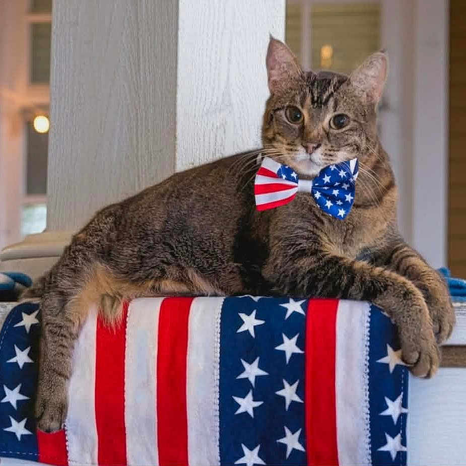 Nosey joined the competition — help win amazing prizes! american_flag, animal, bow_tie, cat, celebration, comfortable, cute, decor, domestic_cat, feline, holiday, indoor, mammal, pet, portrait, relaxed, resting, stars, stripes, tabby_cat