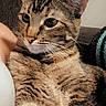 Nosey joined the competition — help win amazing prizes! animal, cat, closeup, comfort, couch, cozy, curious, ears, feline, fur, home, indoor, lap, mammal, person, pet, relaxed, seated, tabby, whiskers