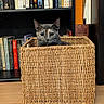 Toast is registered to the contest to win money with this photo: animal, basket, black, books, bookshelf, brown, cat, container, cozy, curious, feline, furniture, home, indoor, pet, quiet, reading, sitting, storage, wooden_floor