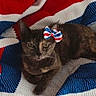 Toast is registered to the contest to win money with this photo: cat, tortoiseshell, bow, knitted_blanket, red, white, blue, pet, animal, indoor, resting, cute, feline, portrait, cozy, fabric, pattern, domestic_cat, relaxed, colorful
