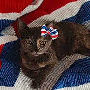 cat, tortoiseshell, bow, knitted_blanket, red, white, blue, pet, animal, indoor, resting, cute, feline, portrait, cozy, fabric, pattern, domestic_cat, relaxed, colorful