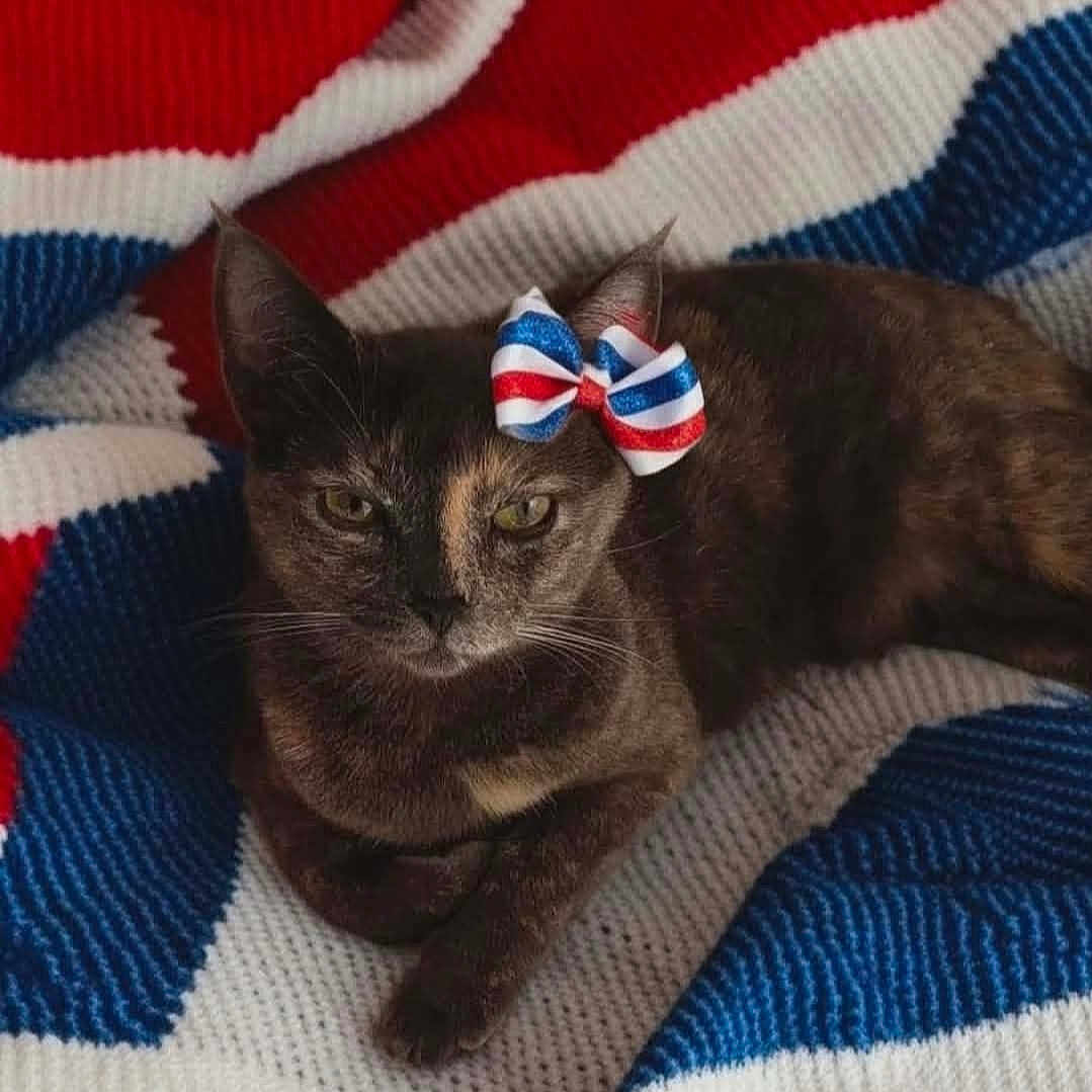 Toast is registered to the contest to win money with this photo: cat, tortoiseshell, bow, knitted_blanket, red, white, blue, pet, animal, indoor, resting, cute, feline, portrait, cozy, fabric, pattern, domestic_cat, relaxed, colorful