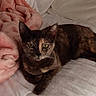 Toast joined the competition — help win amazing prizes! animal, bed, blanket, cat, comfort, cozy, cute, ears, eyes, feline, fur, indoor, pet, pink_blanket, relaxed, resting, sleeping_area, tortoiseshell_cat, whiskers, white_bedspread
