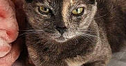 Toast joined the competition — help win amazing prizes! animal, bed, blanket, cat, cozy, cute, domestic, ears, eyes, feline, fur, indoor, mammal, pet, portrait, resting, sleepy, soft, tortoiseshell, whiskers