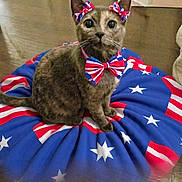 Toast joined the competition — help win amazing prizes! cat, pet, animal, bow, bow_tie, costume, cushion, stars, stripes, indoor, floor, fur, ears, sitting, looking, decor, celebration, cute, patriotic, red_white_blue