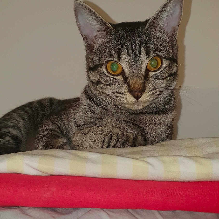 Valerie Maltese a rejoint le concours — aidez-le/la à gagner de superbes lots ! animal, bedroom, blanket, cat, comfort, cute, ears, eyes, fabric, feline, fur, household, indoor, pet, relaxed, resting, stack, striped, tabby_cat, whiskers