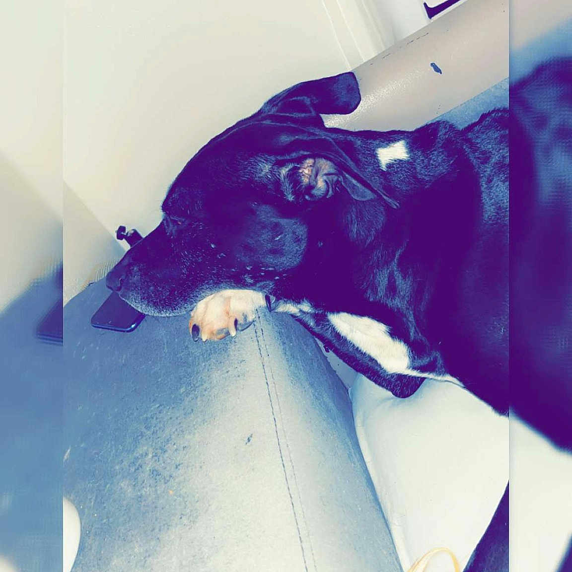 Rocky a rejoint le concours — aidez-le/la à gagner de superbes lots ! azure, denim, dress, electric_blue, fashion_design, feather, flooring, font, gesture, human_leg, magenta, mammal, purple, room, shadow, tints_and_shades, vehicle_door, visual_arts, wing, wrist