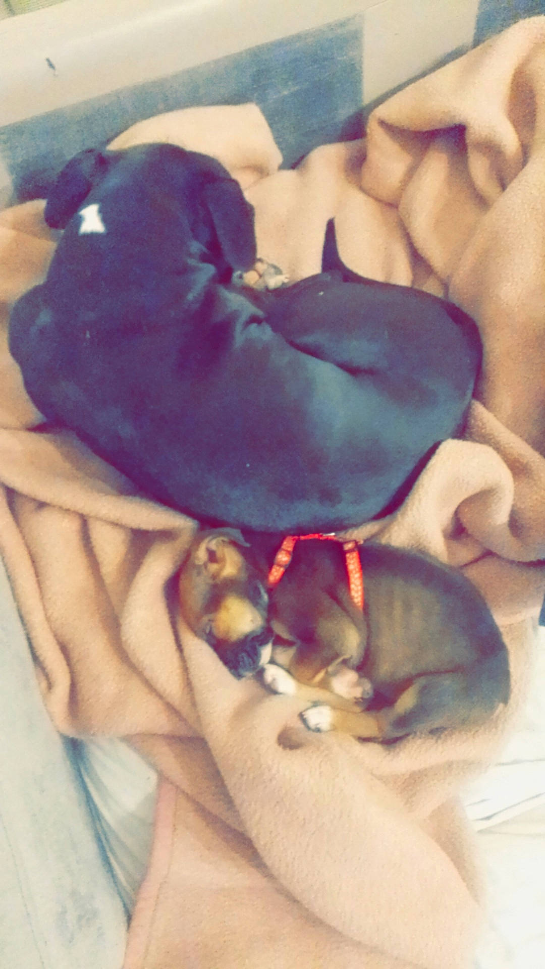 Rocky Et Kyara a rejoint le concours — aidez-le/la à gagner de superbes lots ! abdomen, carnivore, chest, comfort, companion_dog, dog, dog_breed, fawn, felidae, gesture, human_leg, jaw, knee, linens, paw, snout, thigh, toy_dog, trunk, working_animal