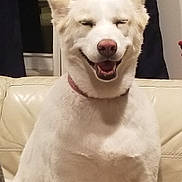 Angel is registered to the contest to win money with this photo: dog, white_dog, smiling, sitting, indoor, couch, leather_couch, window, curtains, pet, happy, canine, fur, domestic_animal, companion, nose, ears, mouth_open, relaxed, home