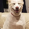 dog, white_dog, smiling, sitting, indoor, couch, leather_couch, window, curtains, pet, happy, canine, fur, domestic_animal, companion, nose, ears, mouth_open, relaxed, home