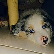 One a rejoint le concours — aidez-le/la à gagner de superbes lots ! australian_shepherd, carnivoran, dog, dog_breed, dog_breed_group, dog_like_mammal, fur, native_american_indian_dog, puppy, snout, whiskers