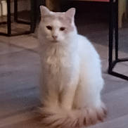 Milou a rejoint le concours — aidez-le/la à gagner de superbes lots ! animal, blurred, calm, cat, closeup, domestic_animal, ears, floor, fur, furniture, home, house, indoor, looking, mammal, pet, quiet, sitting, tail, white_cat