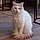 Milou