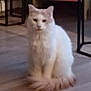 animal, blurred, calm, cat, closeup, domestic_animal, ears, floor, fur, furniture, home, house, indoor, looking, mammal, pet, quiet, sitting, tail, white_cat