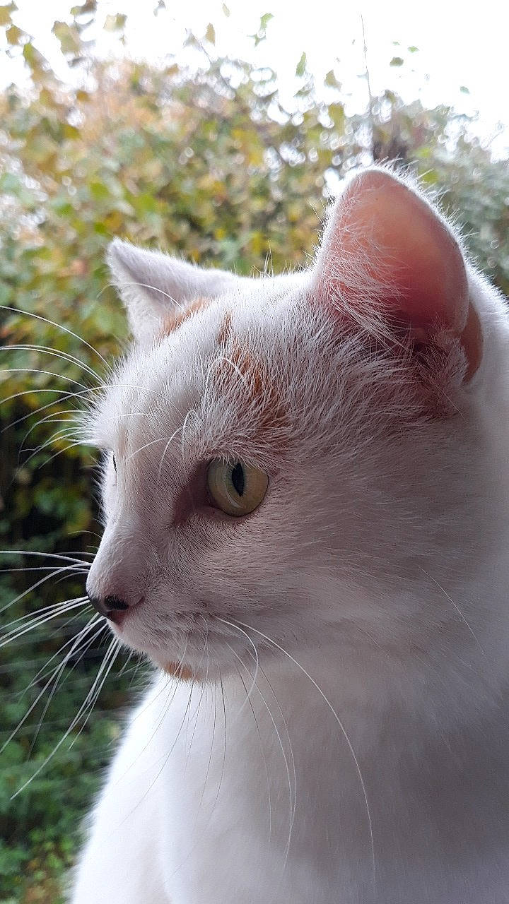 Chat a rejoint le concours — aidez-le/la à gagner de superbes lots ! carnivore, cat, domestic_short_haired_cat, ear, eye, felidae, fur, grass, head, iris, plant, small_to_medium_sized_cats, snout, tail, terrestrial_animal, tree, whiskers, window