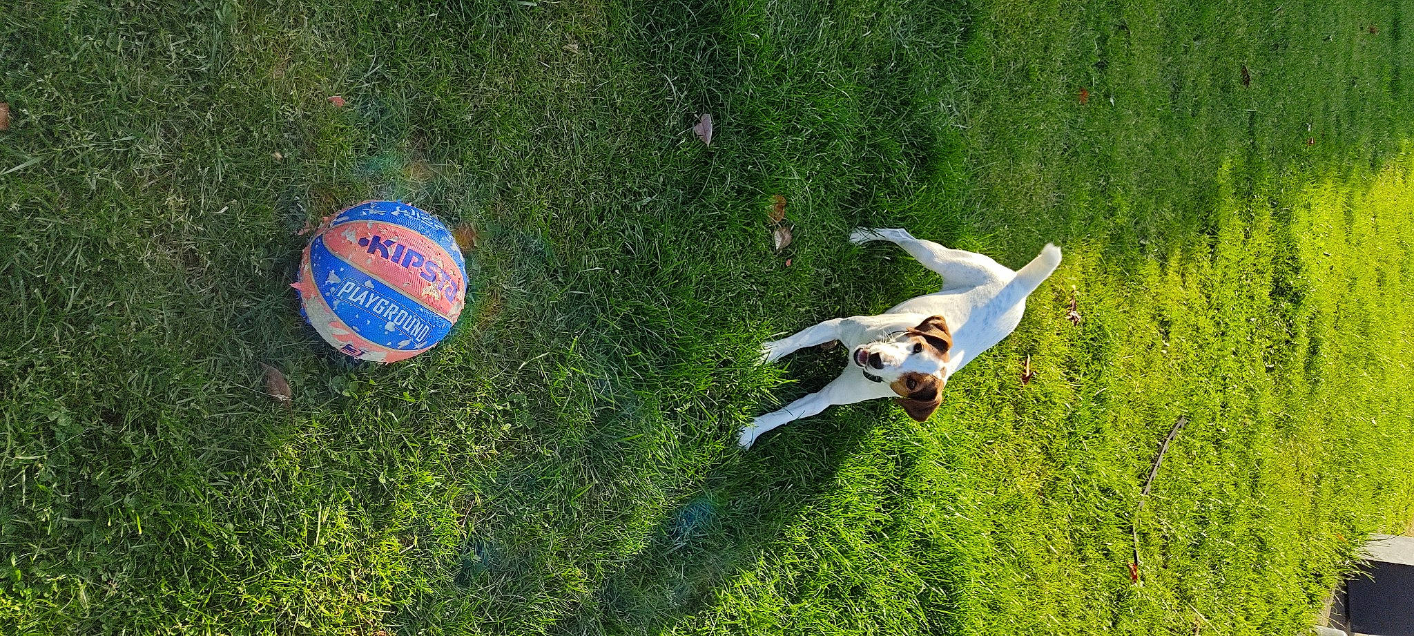 Poupie a rejoint le concours — aidez-le/la à gagner de superbes lots ! carnivore, companion_dog, dog, dog_breed, grass, grass_family, grassland, groundcover, lawn, leisure, pasture, people_in_nature, plant, seabird, shrub, sporting_group, tail, toy, tree, wing