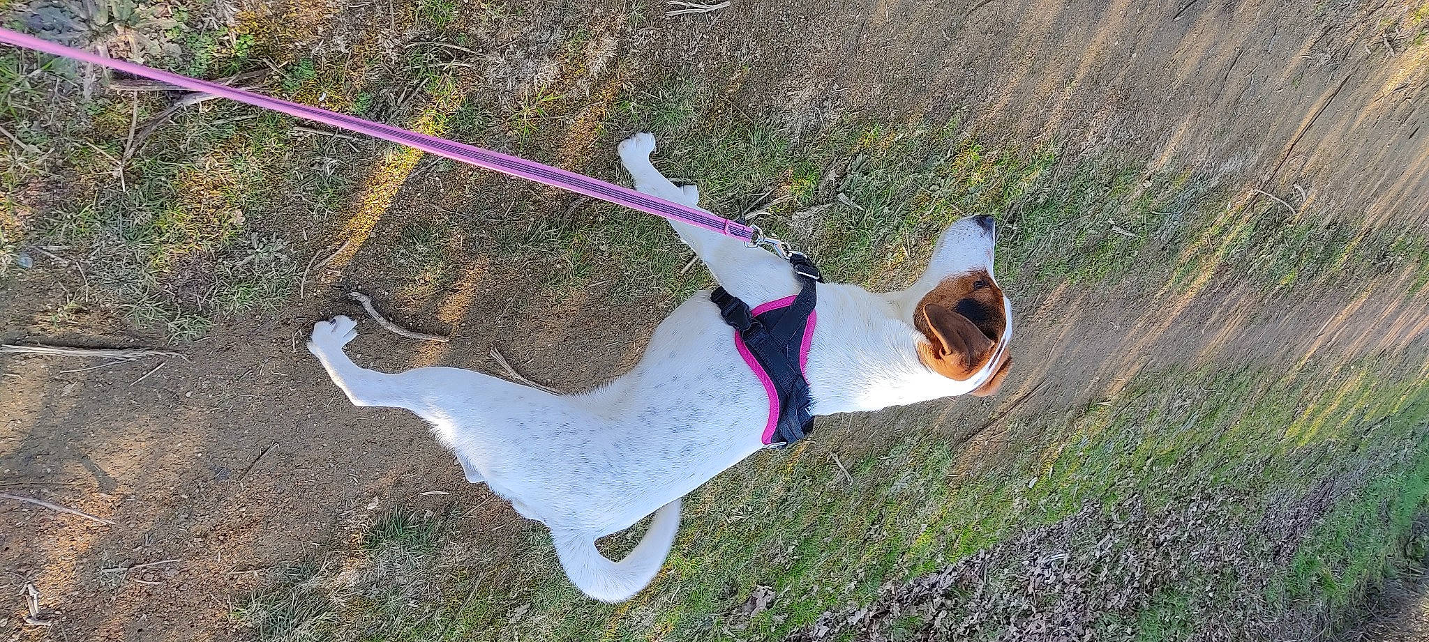 Poupie a rejoint le concours — aidez-le/la à gagner de superbes lots ! carmine, carnivore, collar, companion_dog, dog, dog_breed, dog_collar, dog_supply, eyewear, fun, grass, happy, leisure, plant, recreation, slope, tail, thigh, tree, vertebrate