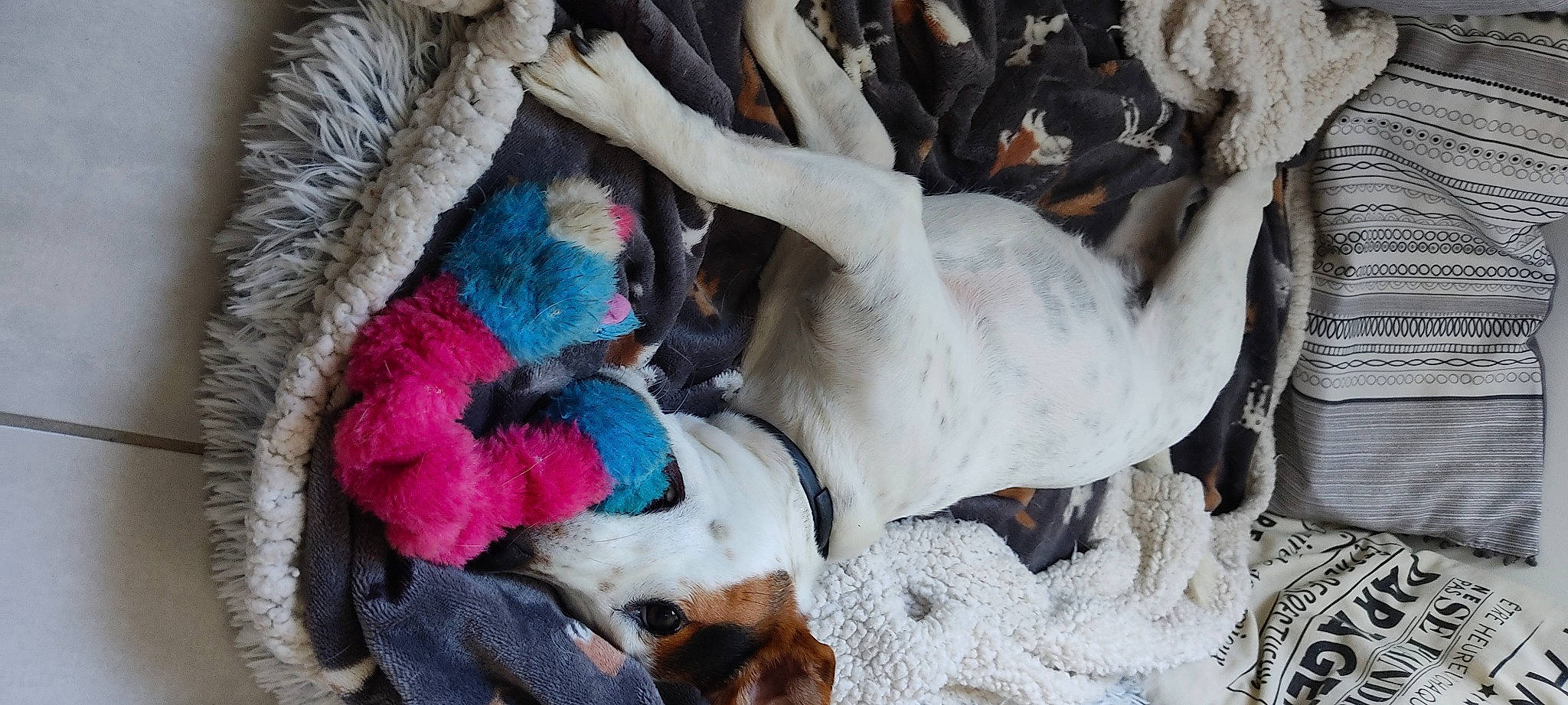 Poupie a rejoint le concours — aidez-le/la à gagner de superbes lots ! canidae, carnivore, collar, companion_dog, dog, dog_breed, dog_toy, fawn, felidae, fur, mammal, nap, paw, snout, sporting_group, stuffed_toy, tail, vertebrate, whiskers, working_animal