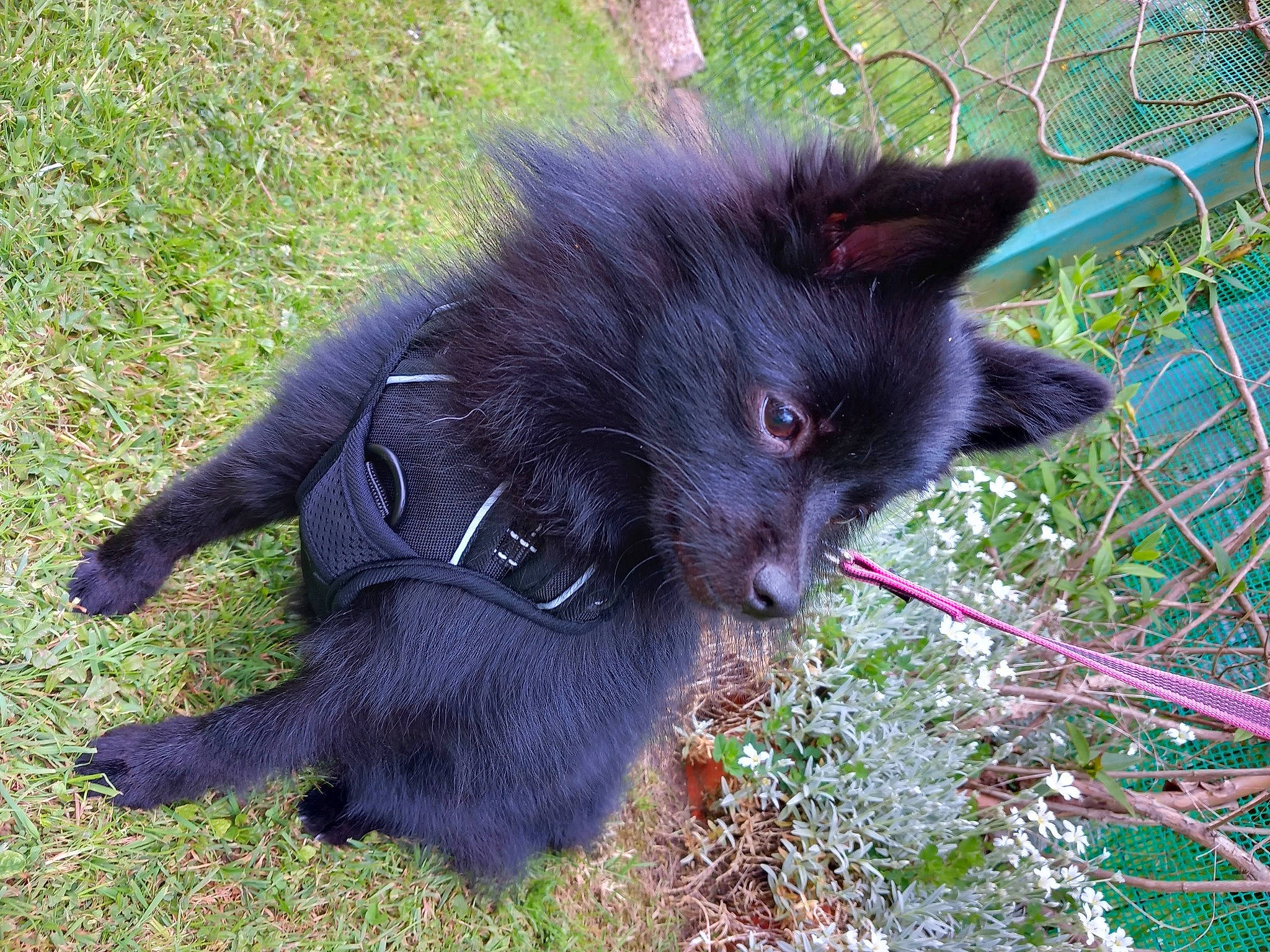 Tya a rejoint le concours — aidez-le/la à gagner de superbes lots ! canidae, carnivore, claw, dog_breed, felidae, fur, grass, groundcover, mammal, plant, small_to_medium_sized_cats, sporting_group, tail, terrestrial_animal, whiskers, wildlife