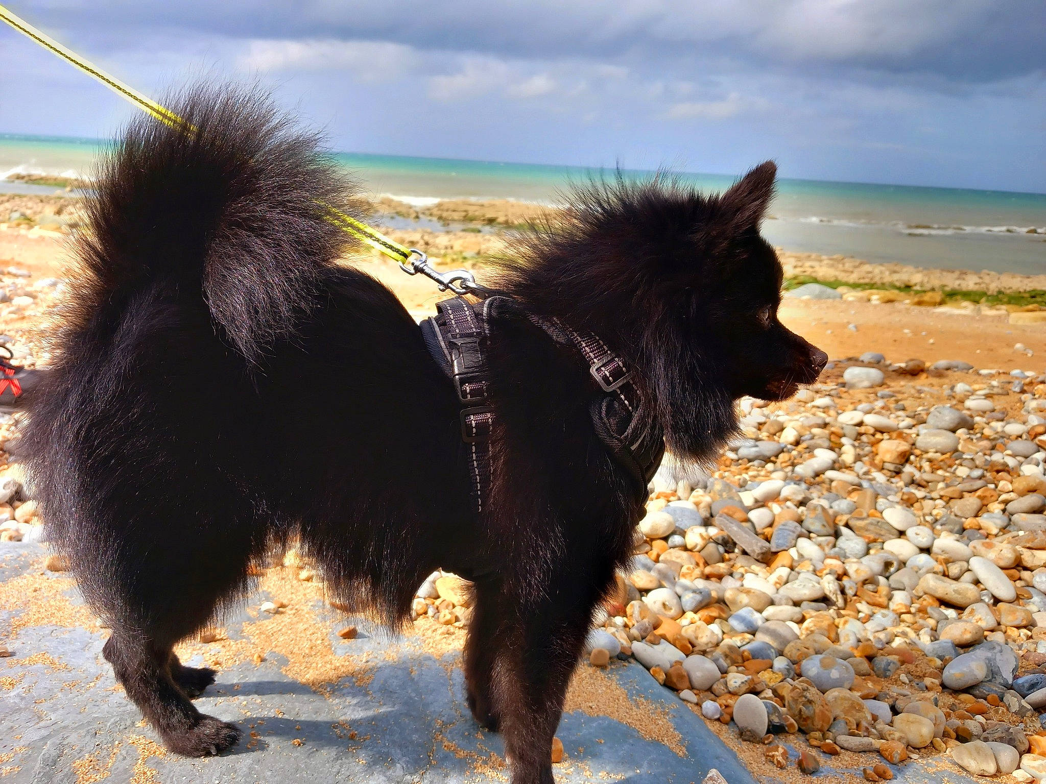 Tya a rejoint le concours — aidez-le/la à gagner de superbes lots ! beach, canidae, carnivore, cloud, companion_dog, dog, dog_breed, herding_dog, horizon, landscape, ocean, sand, shadow, sky, sporting_group, tail, water, wind_wave, working_animal, working_dog