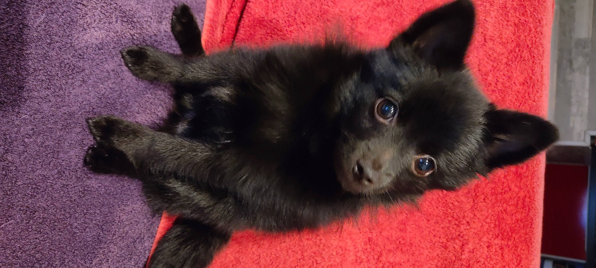 Tya a rejoint le concours — aidez-le/la à gagner de superbes lots ! bombay, canidae, carnivore, claw, companion_dog, dog, dog_breed, felidae, fur, non_sporting_group, small_to_medium_sized_cats, snout, sporting_group, tail, terrestrial_animal, whiskers, working_animal