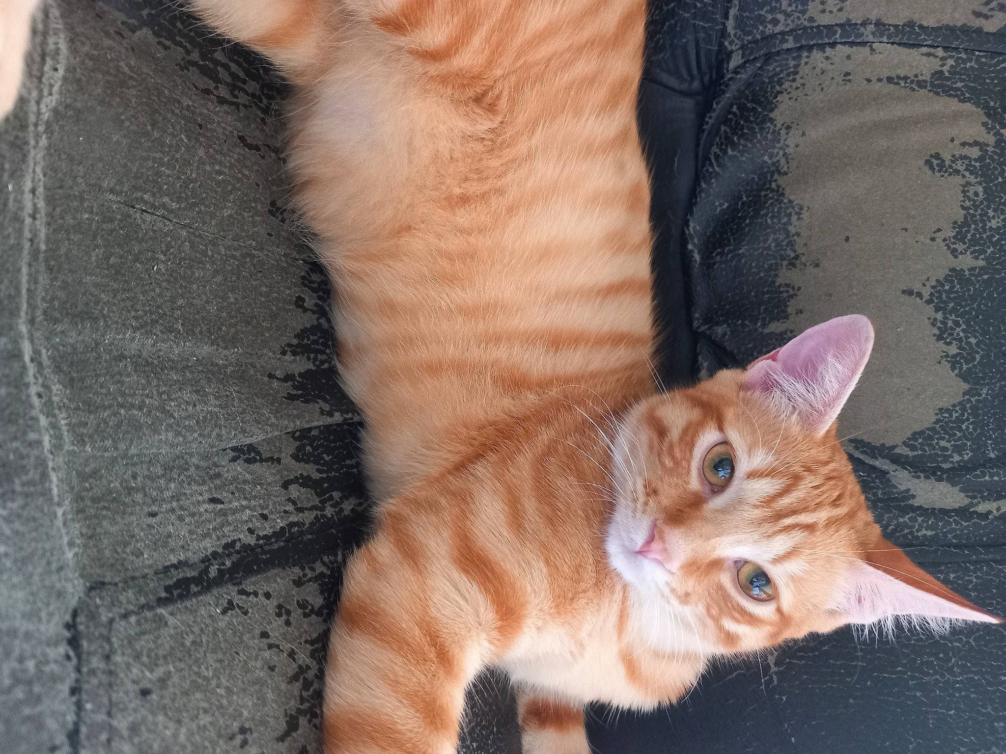 Caramel participe au concours pour gagner de l'argent avec cette photo : carnivore, cat, claw, comfort, domestic_short_haired_cat, fawn, felidae, foot, fur, human_leg, mammal, paw, small_to_medium_sized_cats, tail, tree, vertebrate, whiskers, wood