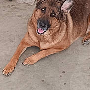 Anya Bug is registered to the contest to win money with this photo: dog, german_shepherd, pet, canine, animal, floor, concrete, ears, tongue, happy, laying_down, indoor, clutter, cleaning_product, can, paw, brown_fur, black_fur, face, eyes