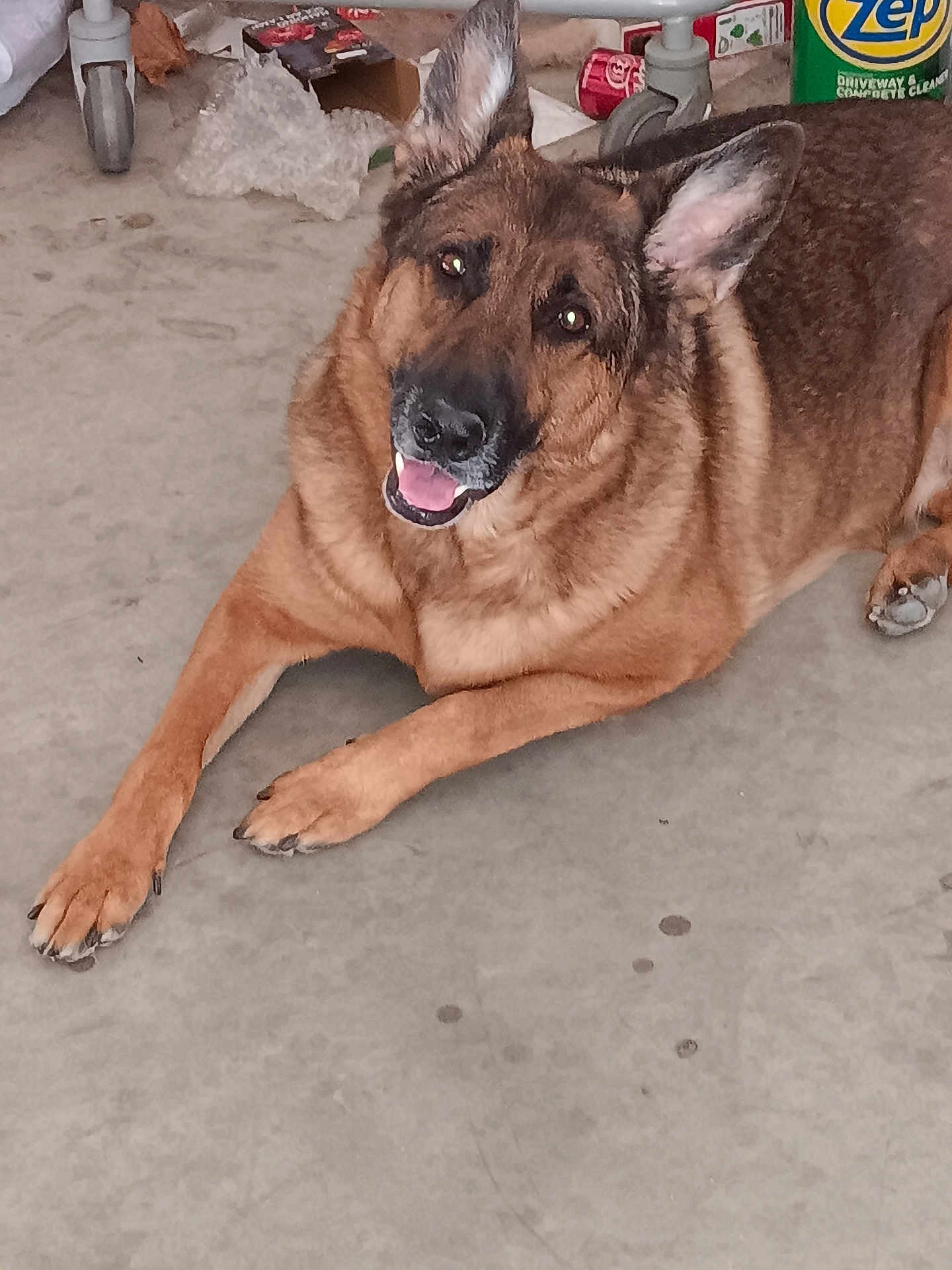 Anya Bug is registered to the contest to win money with this photo: dog, german_shepherd, pet, canine, animal, floor, concrete, ears, tongue, happy, laying_down, indoor, clutter, cleaning_product, can, paw, brown_fur, black_fur, face, eyes