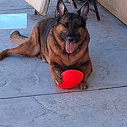 Anya Bug is registered to the contest to win money with this photo: animal, companion, concrete, dog, domestic_animal, ears_up, german_shepherd, happy, loyal, muzzle, outdoor, paw, pet, playful, porch, portrait, red_ball, resting, tongue_out, toy