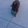 ball, blue_ball, canine, concrete, dog, ears, german_shepherd, gravel, lying_down, outdoors, patio, paw, pet, playing, shadow, sidewalk, stone_tiles, texture, toy, yard