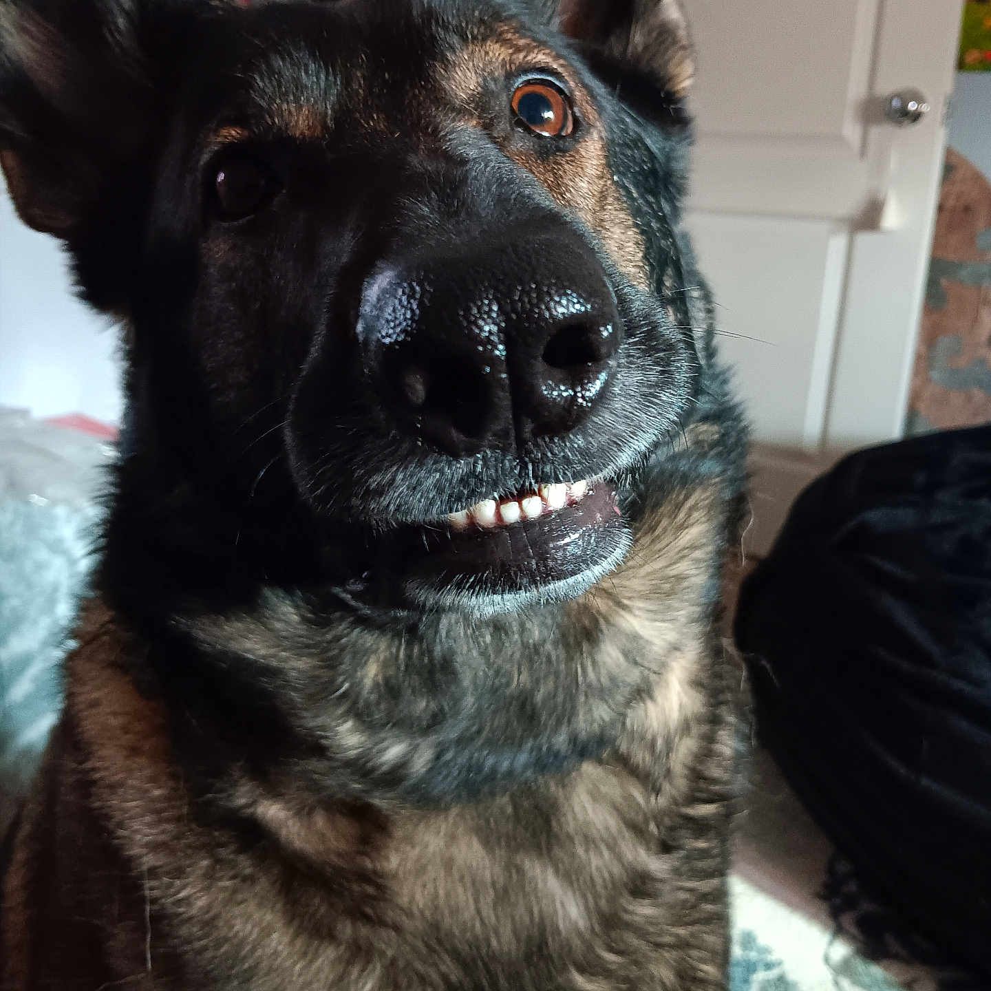 Lilliebelle joined the competition — help win amazing prizes! animal, architecture, bodypart, canine, child, couch, dog, female, furniture, germanshepherd, girl, hound, husky, labradorretriever, mouth, person, pet, policedog, puppy, snout