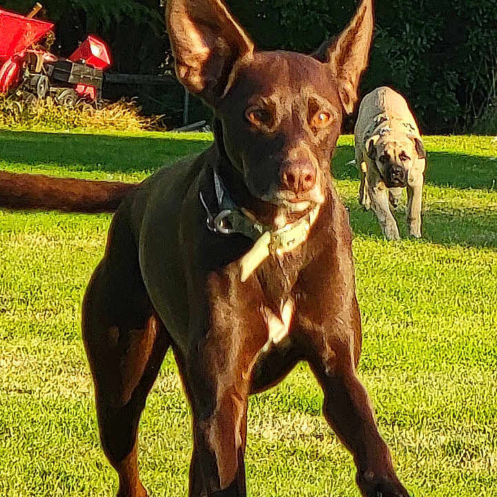 Rosie is registered to the contest to win money with this photo: animal, bostonbull, bulldog, canine, chihuahua, dog, field, grass, hound, labradorretriever, lawn, machine, nature, outdoors, park, pet, plant, policedog, puppy, wheel