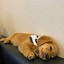 puppy, dog, sleeping, bandana, brown_fur, cute, pet, indoor, resting, cozy, animal, fur, adorable, small_dog, relaxed, peaceful, black_surface, textured_wall, canine, domestic_animal