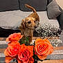 dog, flower, roses, bouquet, orange, white_flowers, wooden_table, couch, gray_couch, pillow, indoor, pet, curious, sniffing, furniture, living_room, plant, nature, domestic_animal, home
