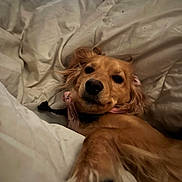 Daisy a rejoint le concours — aidez-le/la à gagner de superbes lots ! dog, golden, pet, bed, blanket, paw, collar, indoor, cozy, fur, canine, resting, cute, animal, mammal, comfortable, relaxed, fur_color, closeup, domestic