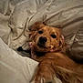 dog, golden, pet, bed, blanket, paw, collar, indoor, cozy, fur, canine, resting, cute, animal, mammal, comfortable, relaxed, fur_color, closeup, domestic