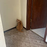 Peaches is registered to the contest to win money with this photo: cat, ginger_cat, corner, carpet, indoor, wooden_door, wall, quiet, pet, feline, home, looking_back, curious, cautious, floor, door_frame, animal, small, lonely, cozy