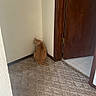 cat, ginger_cat, corner, carpet, indoor, wooden_door, wall, quiet, pet, feline, home, looking_back, curious, cautious, floor, door_frame, animal, small, lonely, cozy