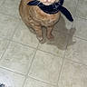 cat, orange_tabby, bandana, pet, animal, indoor, floor, tile, curious, looking_up, fur, whiskers, ears, domestic_cat, cute, mammal, feline, companion, fringed_rug, shadow