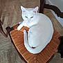 animal, cat, chair, cozy, curled_up, domestic, feline, floor, fur, home, indoor, looking, pet, relaxed, resting, seat, tail, white_cat, wooden_chair, woven_chair