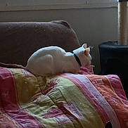 Snow participe au concours pour gagner de l'argent avec cette photo : cat, white_cat, collar, blanket, couch, window, indoor, daylight, scratching_post, furniture, pet, resting, animal, cozy, home, relaxing, sleeping_cat, colorful_blanket, soft_light, quiet