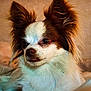 dog, small_dog, fluffy_ears, close_up, pet, animal, fur, brown_and_white, indoor, portrait, cute, expressive_eyes, domestic_animal, mammal, looking_away, soft_light, cozy, companion, friendly, calm