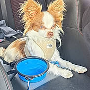 Youki a rejoint le concours — aidez-le/la à gagner de superbes lots ! alert, animal, brown_and_white, car_interior, collapsible_bowl, comfort, companion, cute, dog, ears, fur, harness, indoor, leisure, pet, resting, seat, small_dog, travel, water_bowl