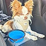 alert, animal, brown_and_white, car_interior, collapsible_bowl, comfort, companion, cute, dog, ears, fur, harness, indoor, leisure, pet, resting, seat, small_dog, travel, water_bowl