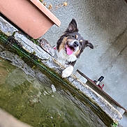 Ouchka a rejoint le concours — aidez-le/la à gagner de superbes lots ! dog, border_collie, pet, animal, happy, smiling, tongue, outdoor, water, fountain, basin, moss, stone, garden, portrait, tilted_composition, playful, black_and_white_fur, floppy_ears, clear_eyes